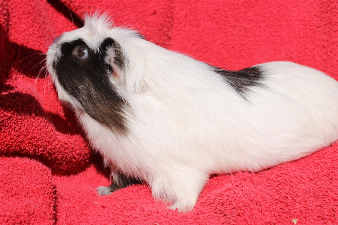 Marsvin SMILLA fra Køge billede 17