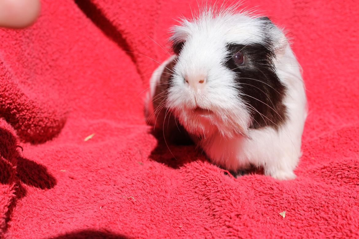 Marsvin SMILLA fra Køge billede 16