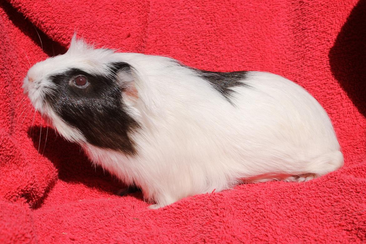 Marsvin SMILLA fra Køge billede 18