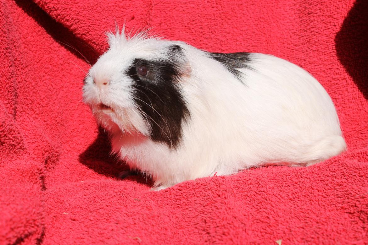 Marsvin SMILLA fra Køge billede 19