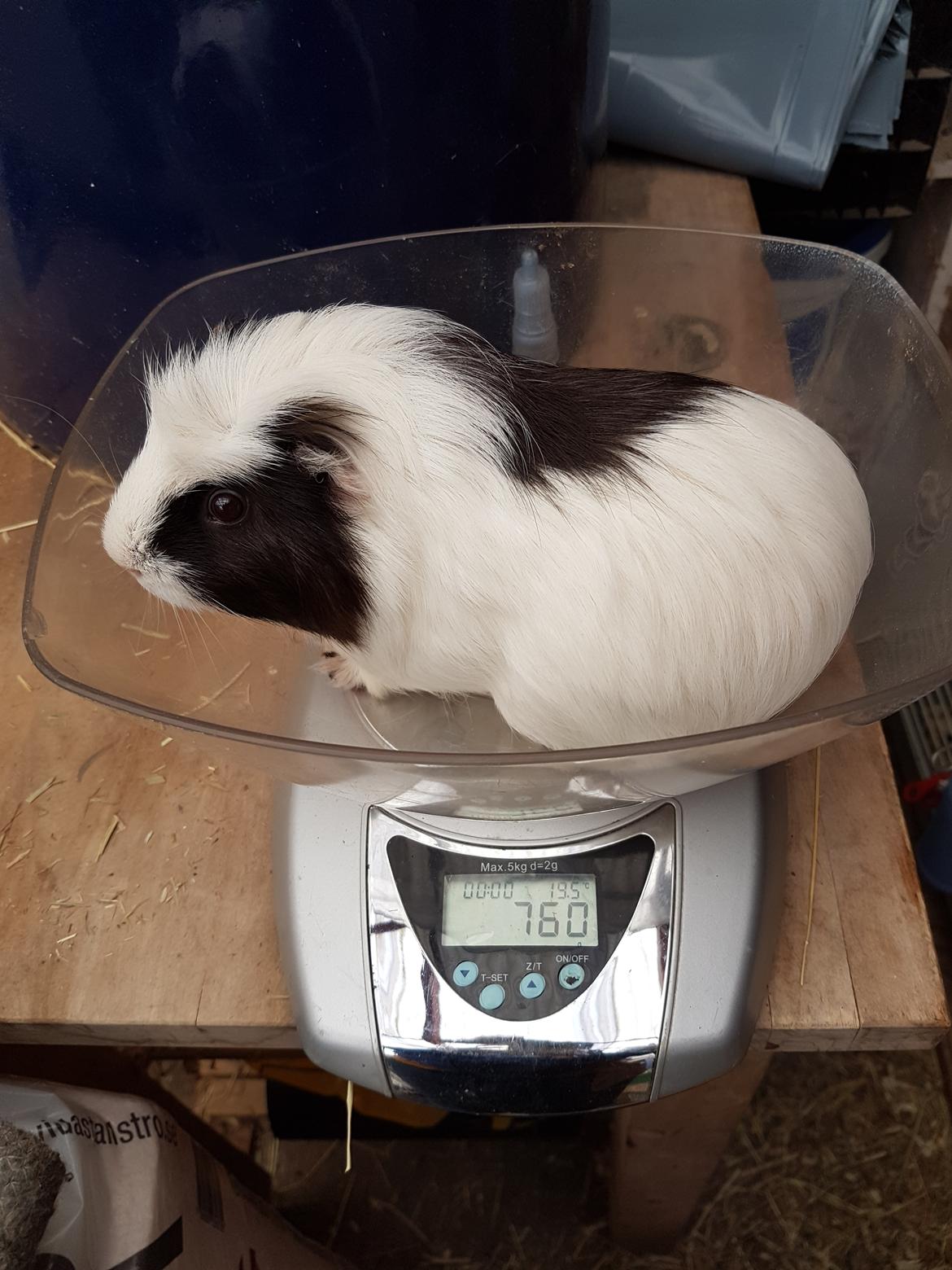 Marsvin SMILLA fra Køge billede 20