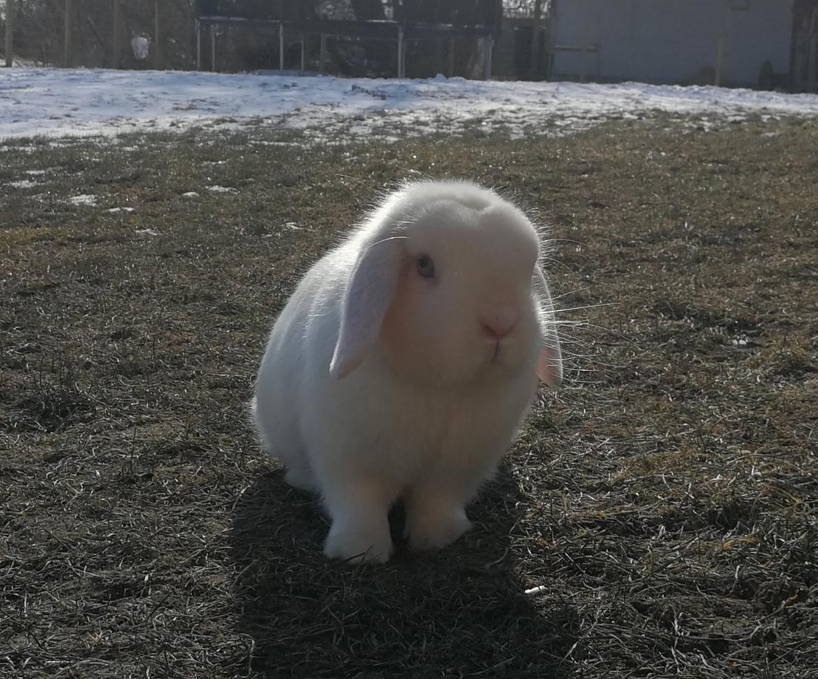 Kanin Bella billede 1