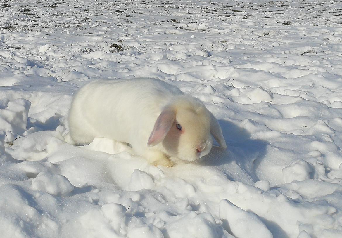 Kanin Bella billede 2