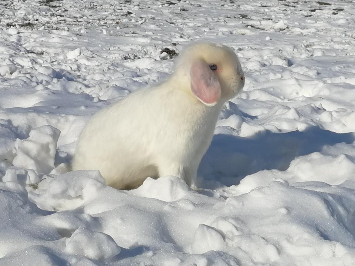 Kanin Bella billede 3