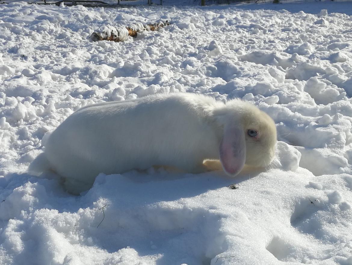 Kanin Bella billede 4