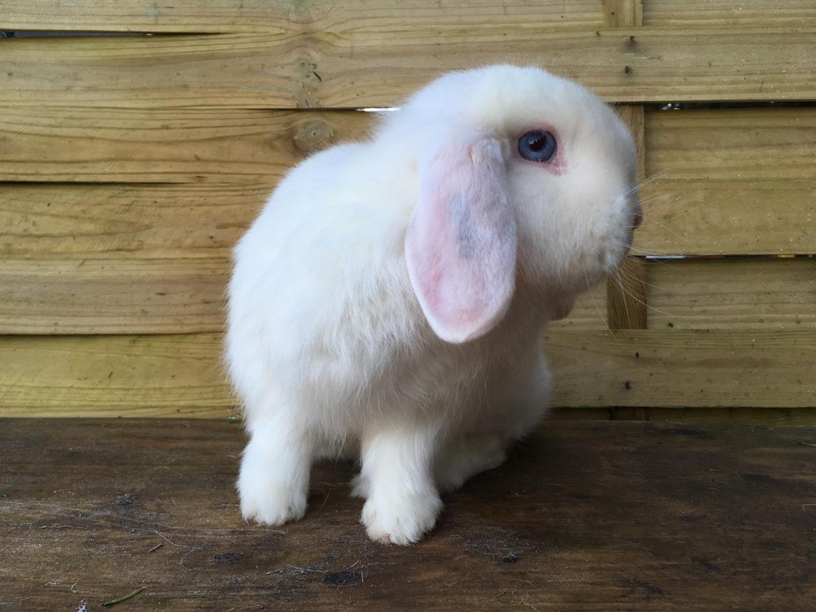 Kanin Bella billede 5