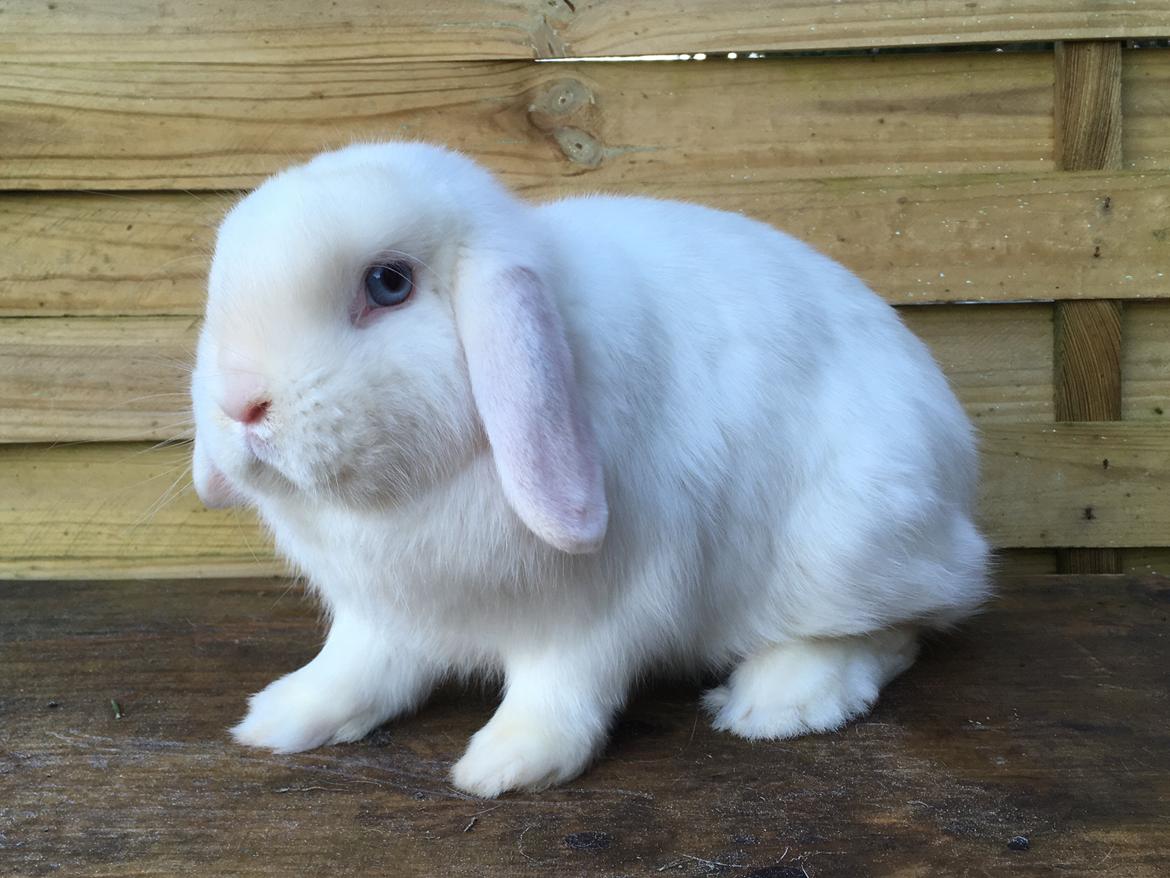 Kanin Bella billede 7