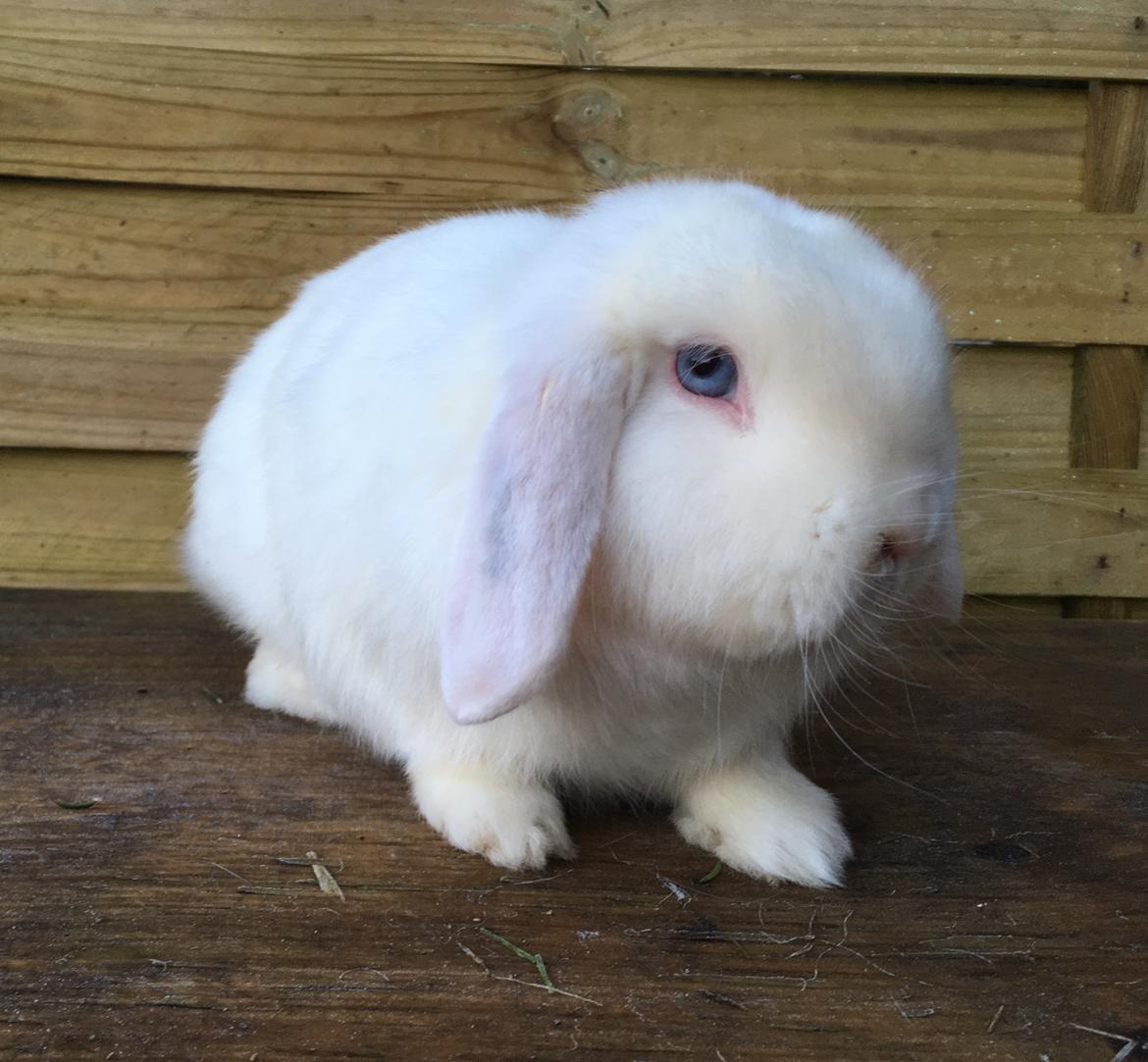 Kanin Bella billede 8
