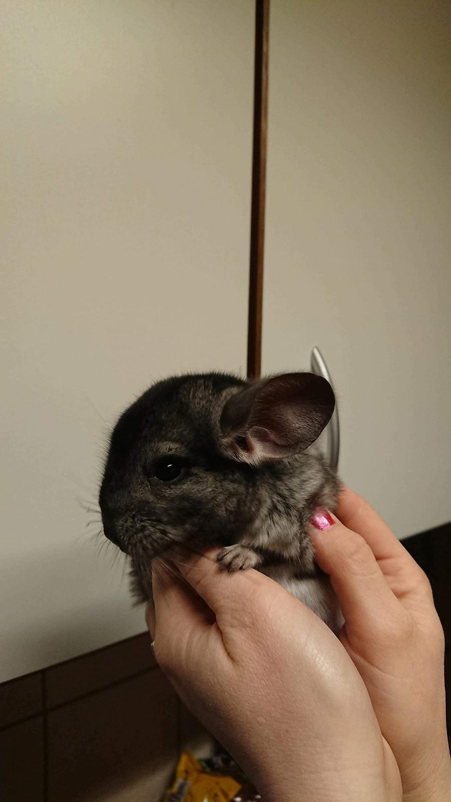 Chinchilla Coco  billede 2