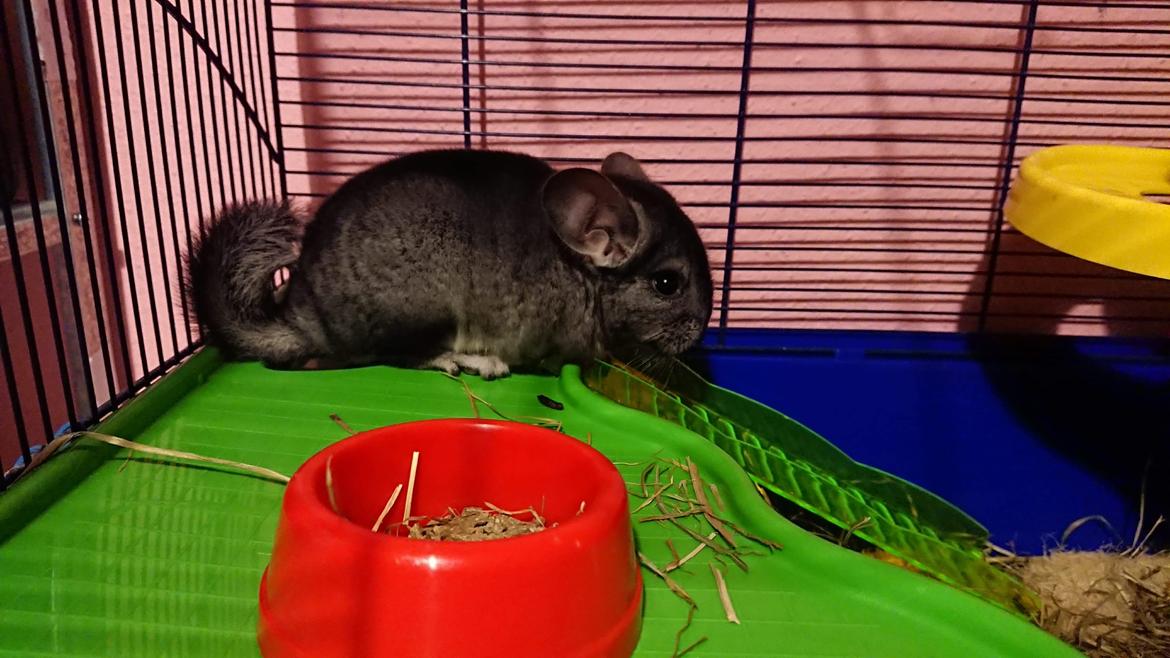 Chinchilla Coco  billede 6