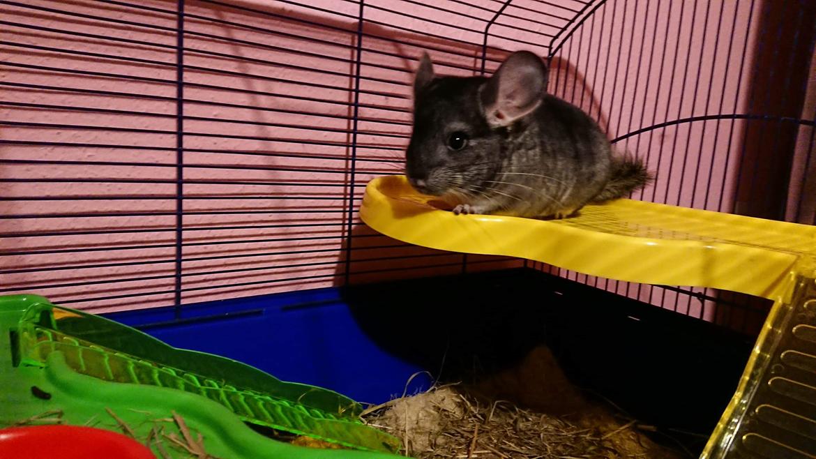 Chinchilla Coco  billede 5