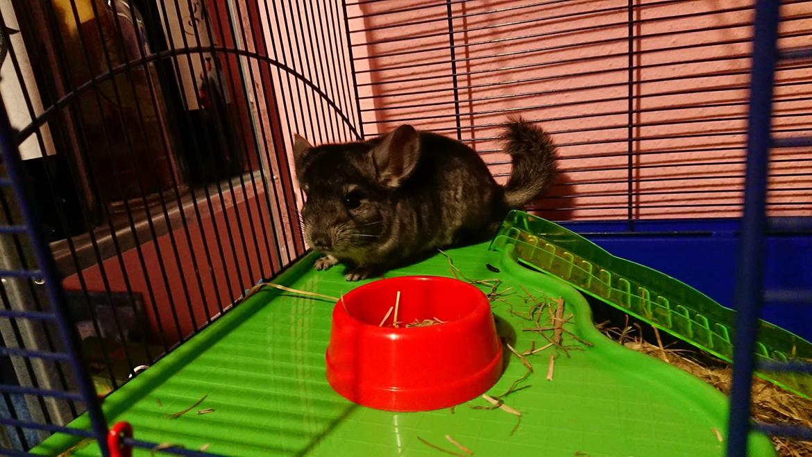 Chinchilla Coco  billede 7