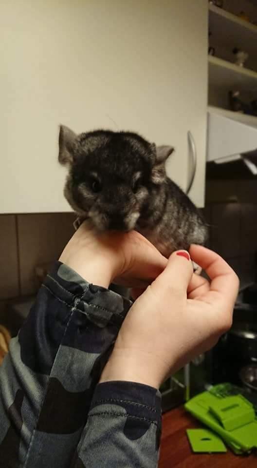 Chinchilla Coco  billede 10