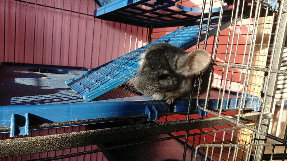 Chinchilla Coco  billede 11