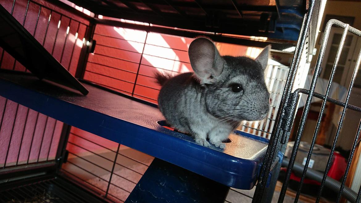 Chinchilla Coco  billede 1