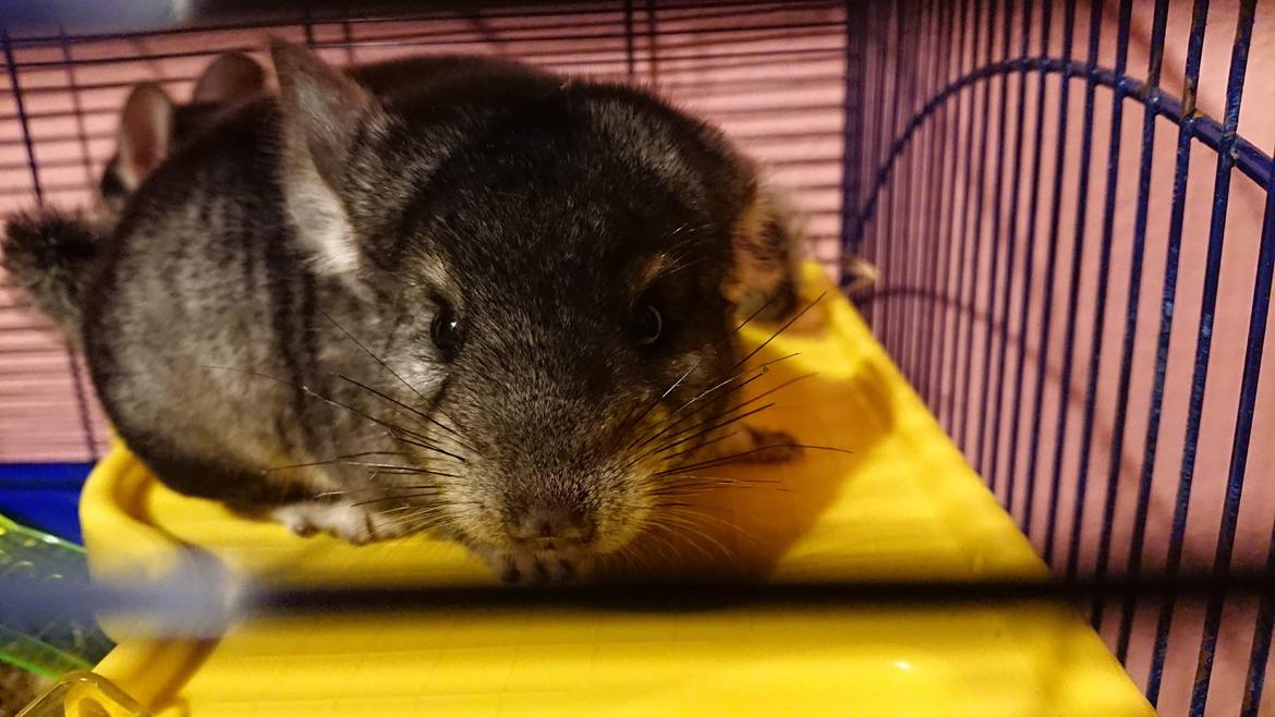 Chinchilla Coco  billede 16