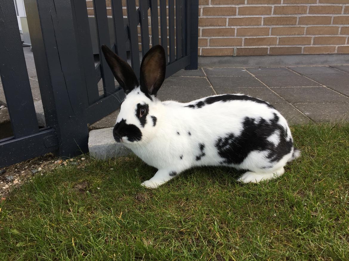 Kanin R.I.P Bakkegårds lady dollar billede 3