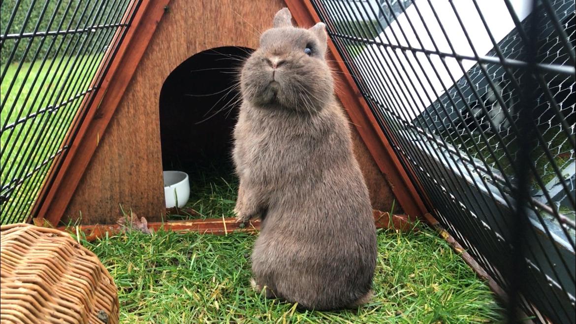 Kanin Solgt Bakkegårds Amigo billede 2