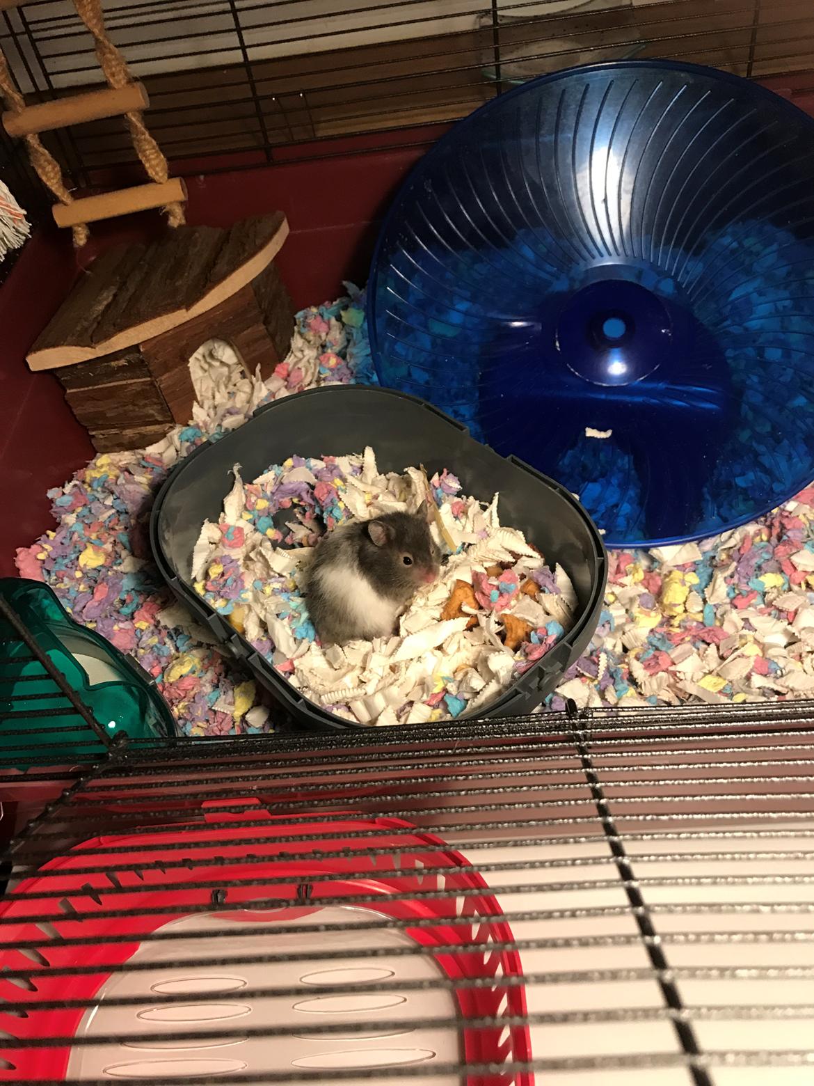 Hamster Tarzan billede 2