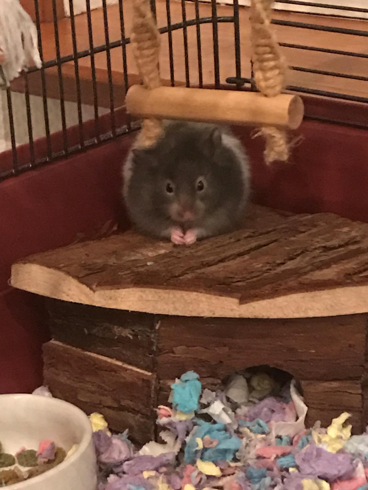 Hamster Tarzan billede 4