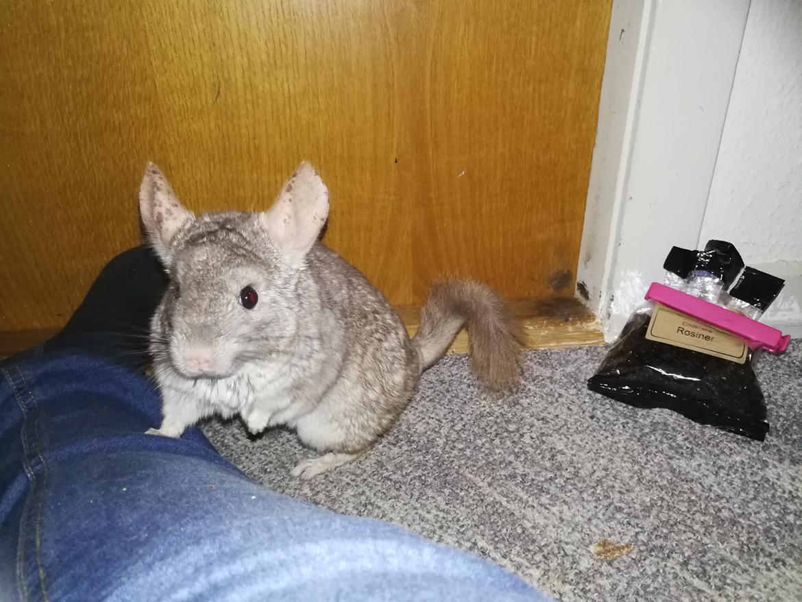 Chinchilla Oluf  billede 3