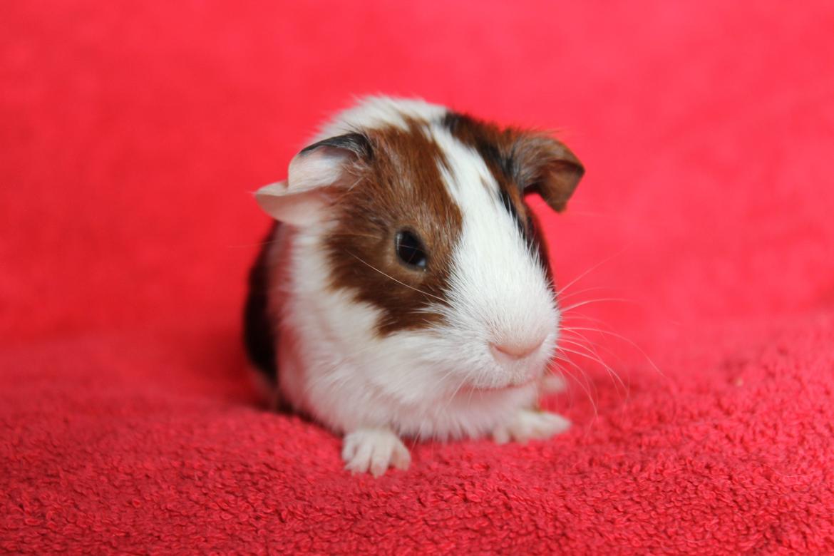 Marsvin Koreskas TIMAROSA billede 6