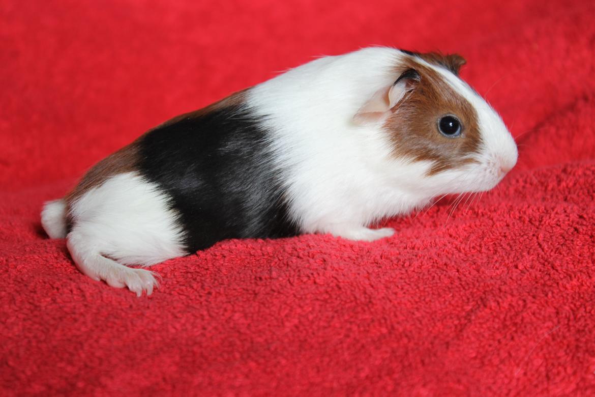 Marsvin Koreskas TIMAROSA billede 8