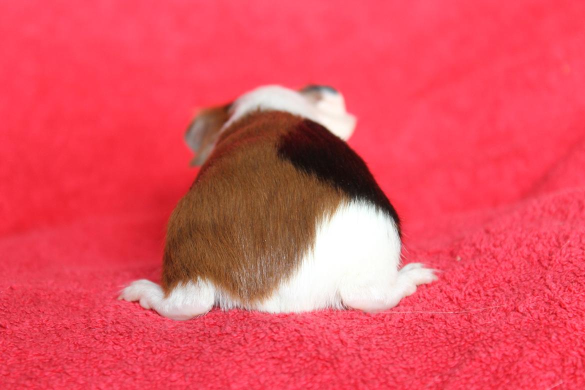 Marsvin Koreskas TIMAROSA billede 10