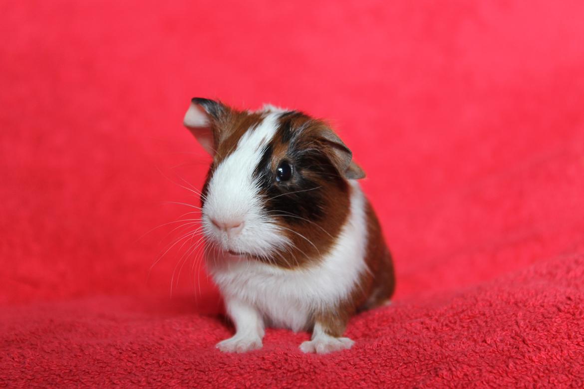 Marsvin Koreskas TIMAROSA billede 9