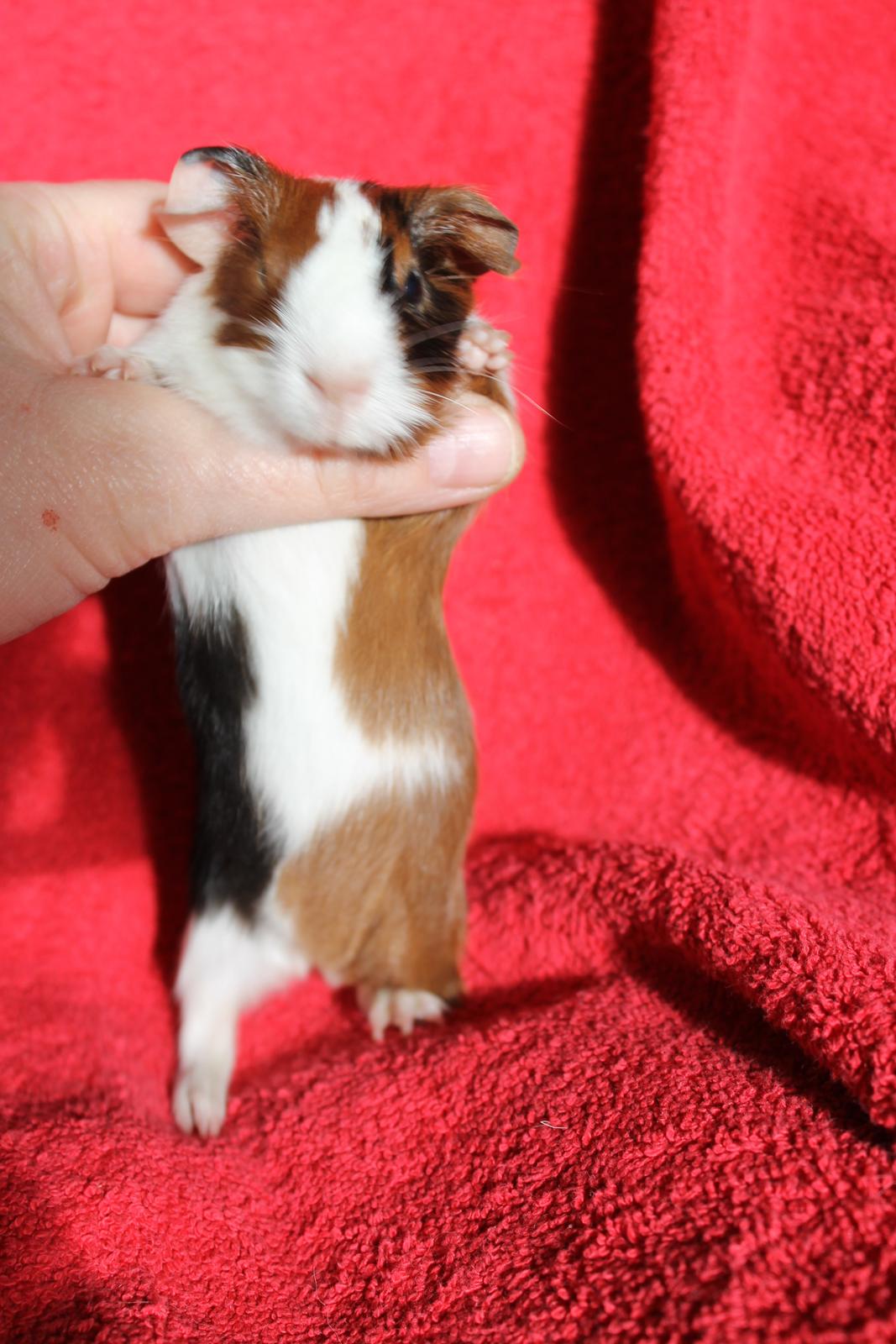 Marsvin Koreskas TIMAROSA billede 12