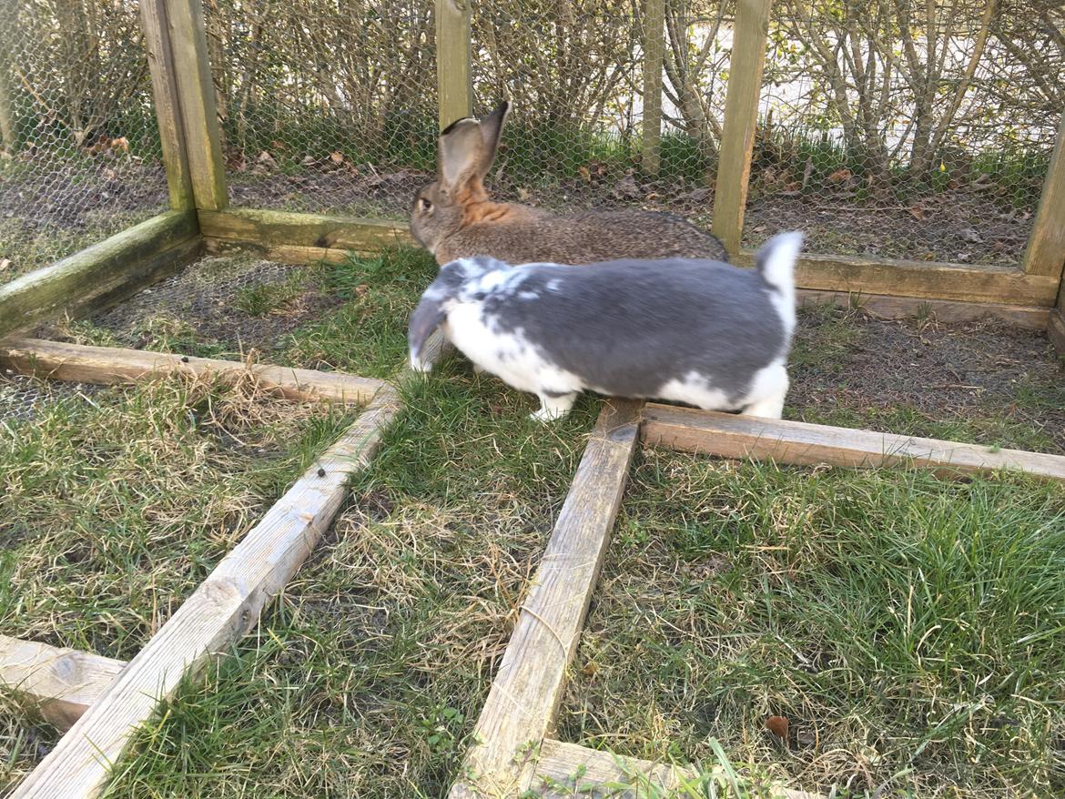 Kanin Sven billede 10