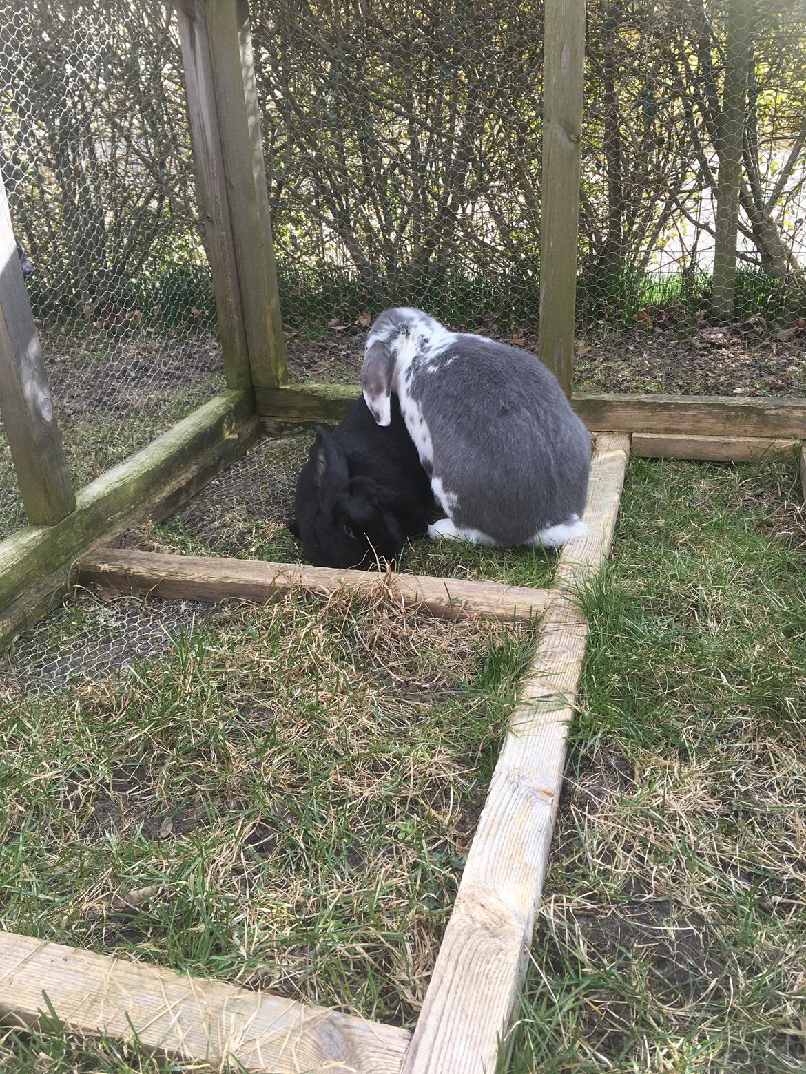 Kanin Sven billede 12