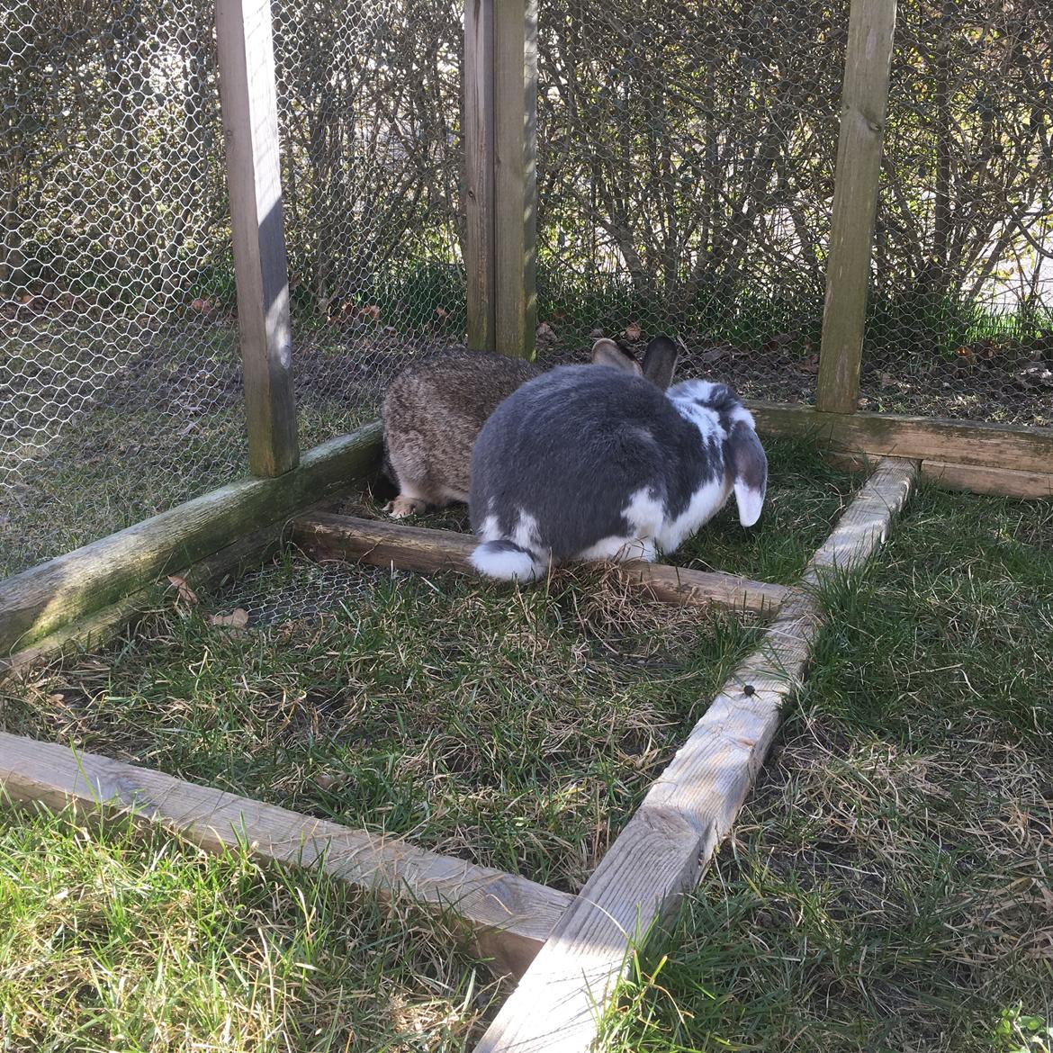 Kanin Sven billede 11