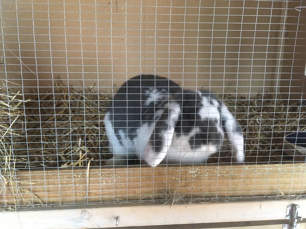 Kanin Sven billede 13