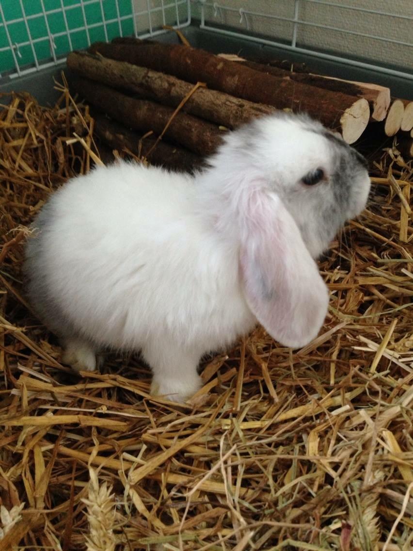 Kanin Chartie's Neuschwanstein Agent 007 billede 10