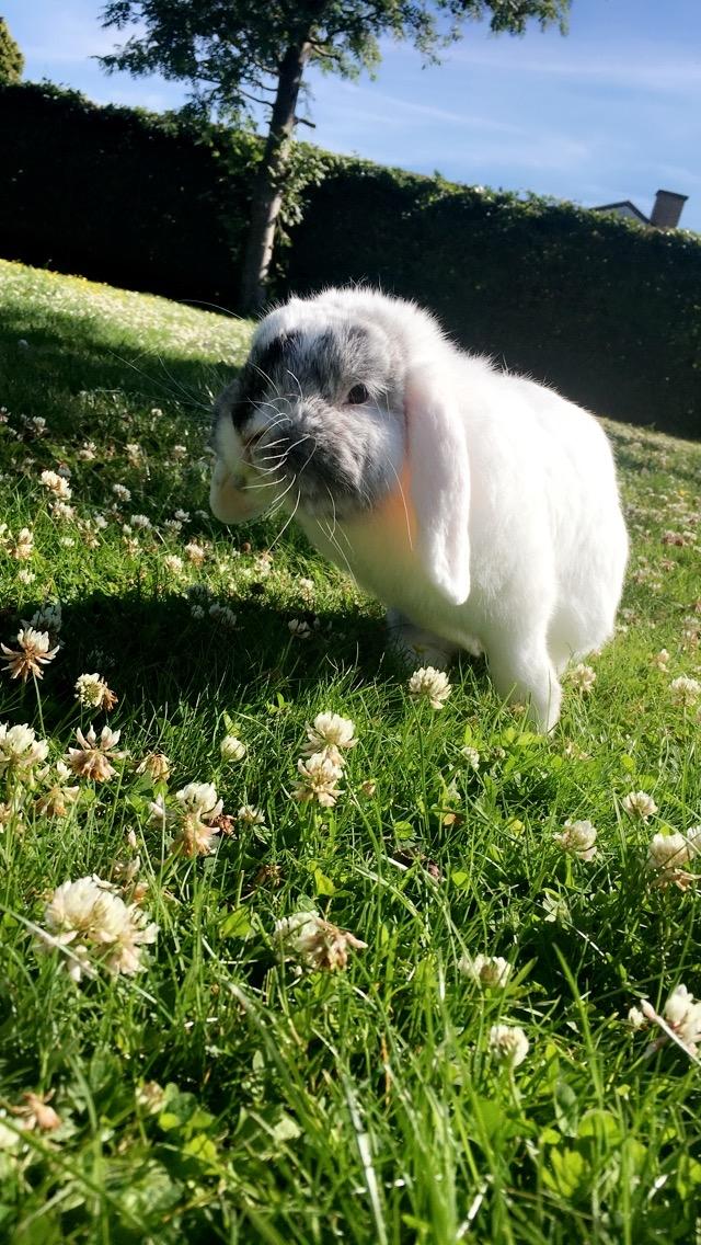 Kanin Chartie's Neuschwanstein Agent 007 billede 13