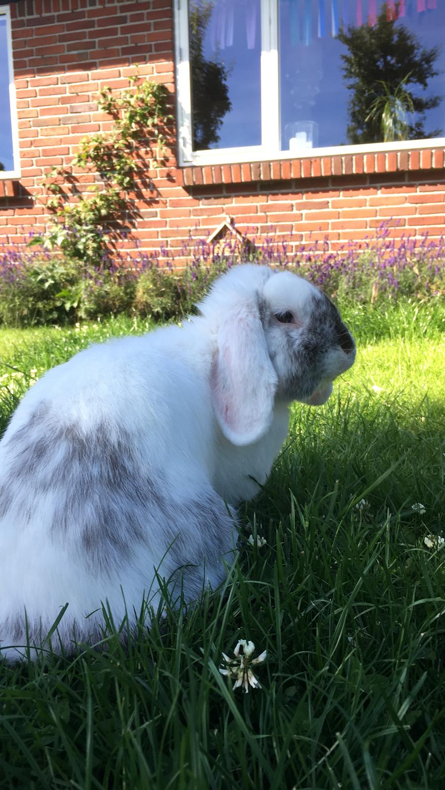 Kanin Chartie's Neuschwanstein Agent 007 billede 14