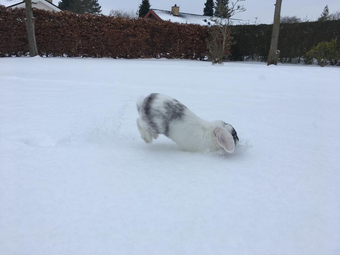 Kanin Chartie's Neuschwanstein Agent 007 billede 17