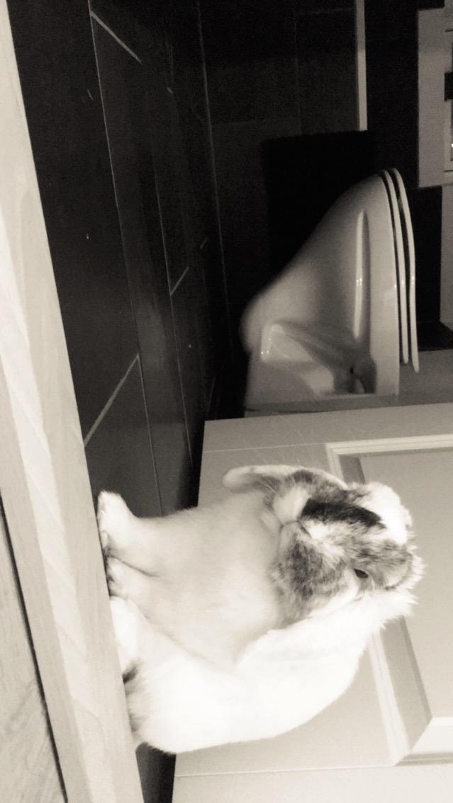 Kanin Chartie's Neuschwanstein Agent 007 billede 18