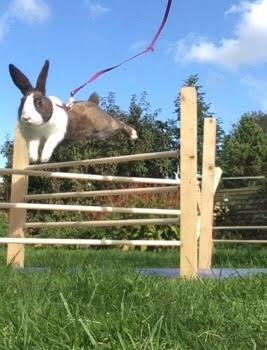 Kanin Starbo's Toffifee billede 3