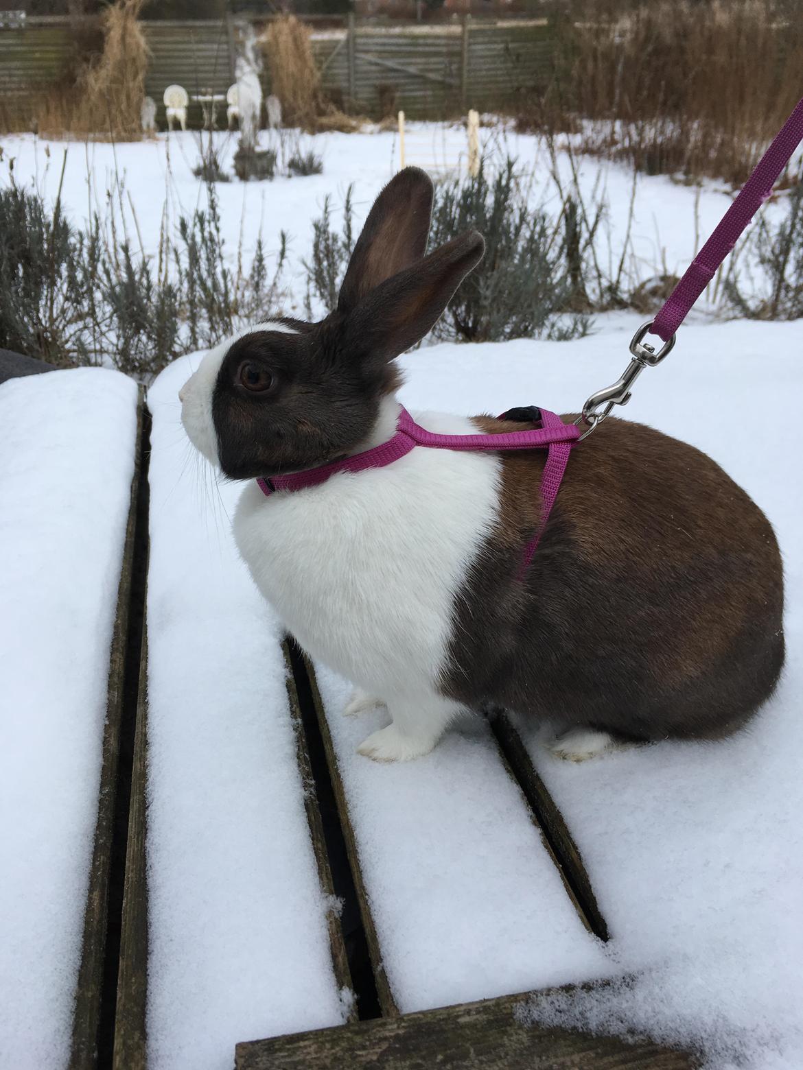 Kanin Starbo's Toffifee billede 5