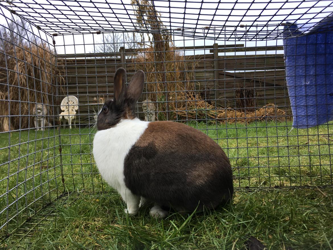 Kanin Starbo's Toffifee billede 2