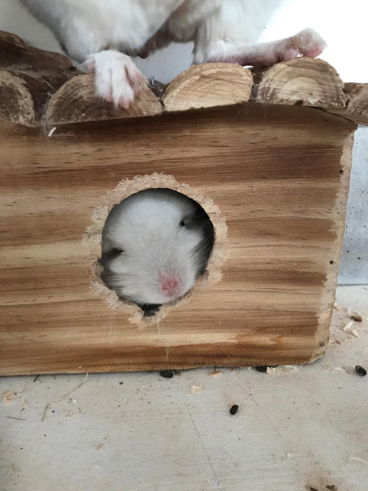 Chinchilla Albert billede 1
