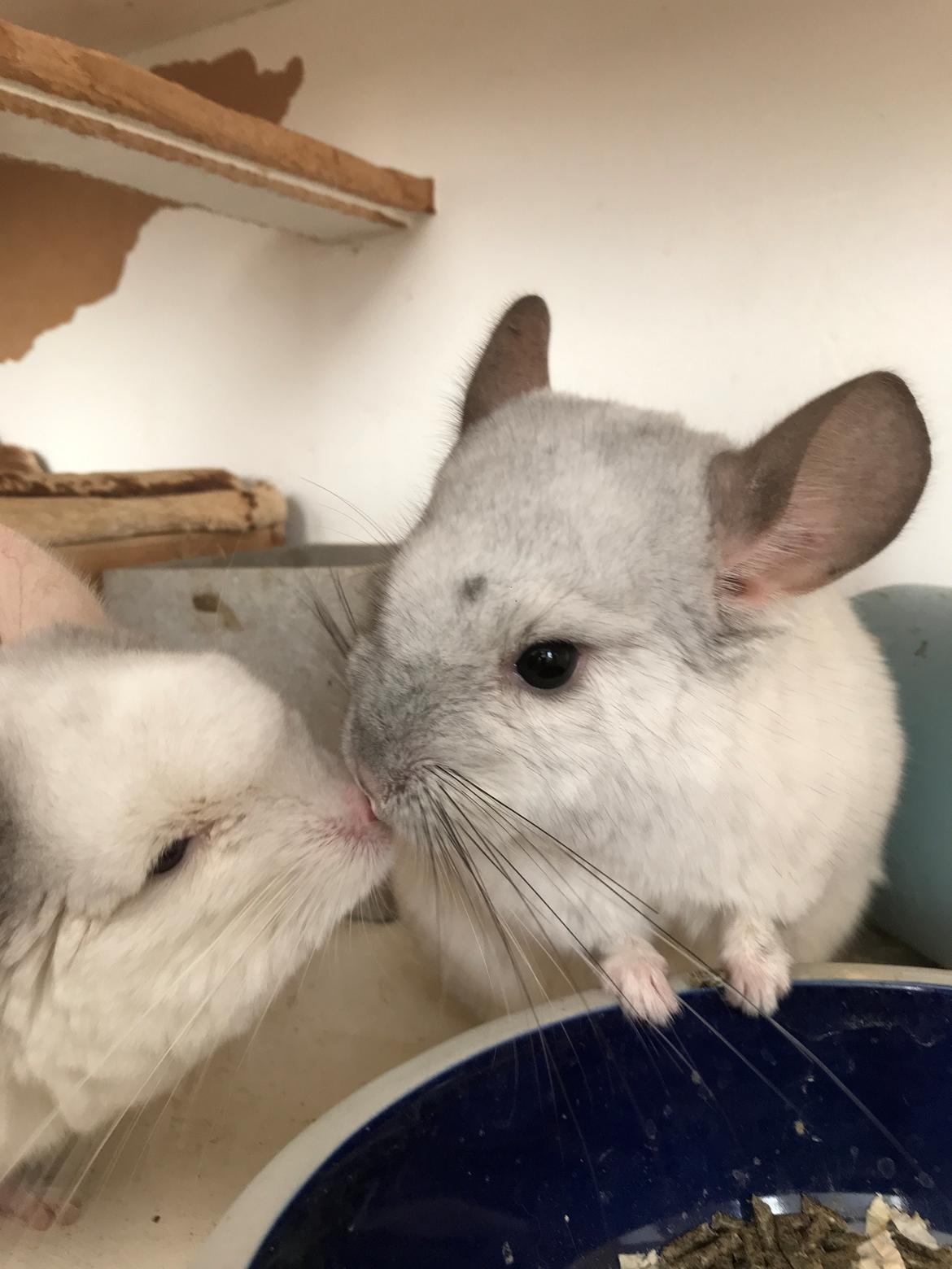 Chinchilla Albert billede 3