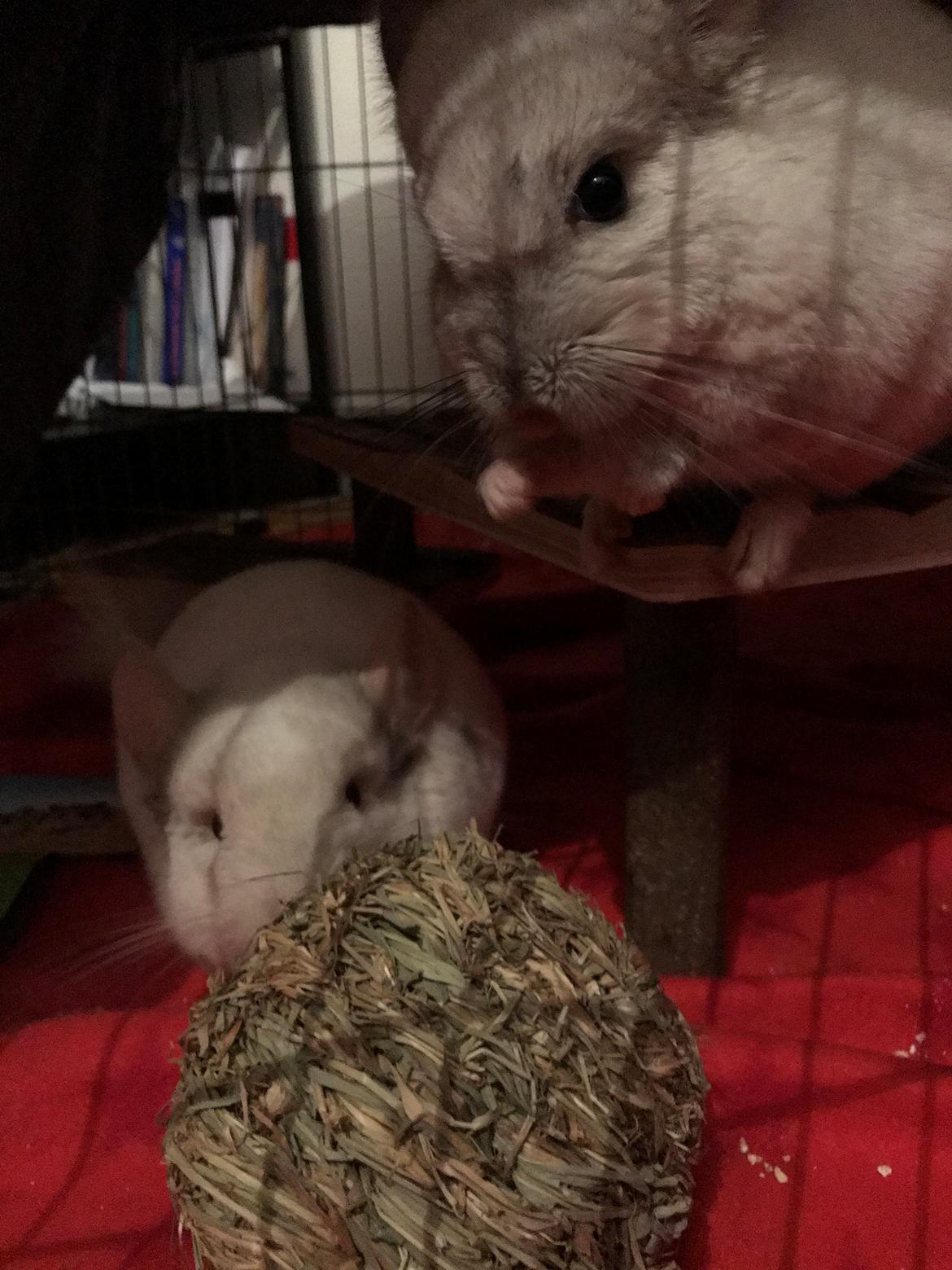 Chinchilla Albert billede 4