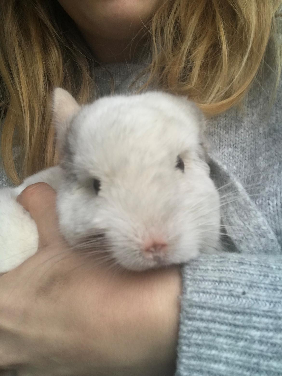 Chinchilla Albert billede 5