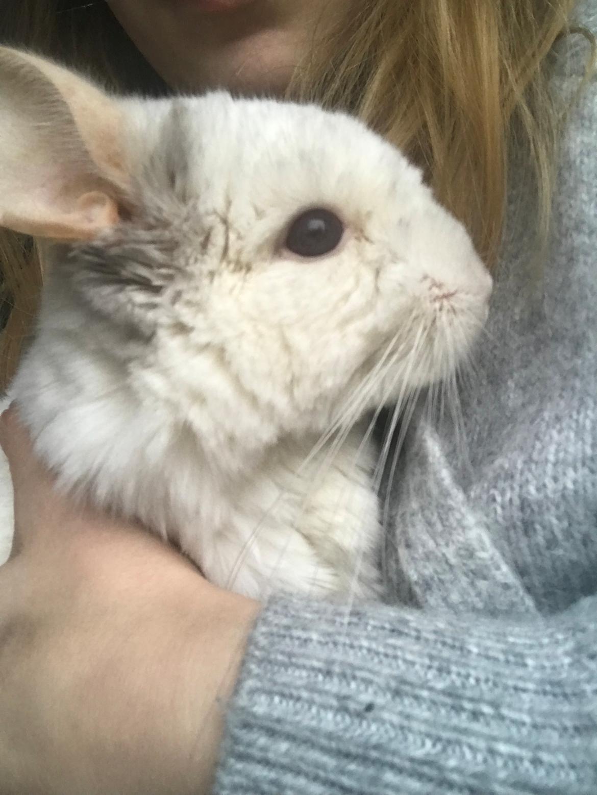 Chinchilla Albert billede 6