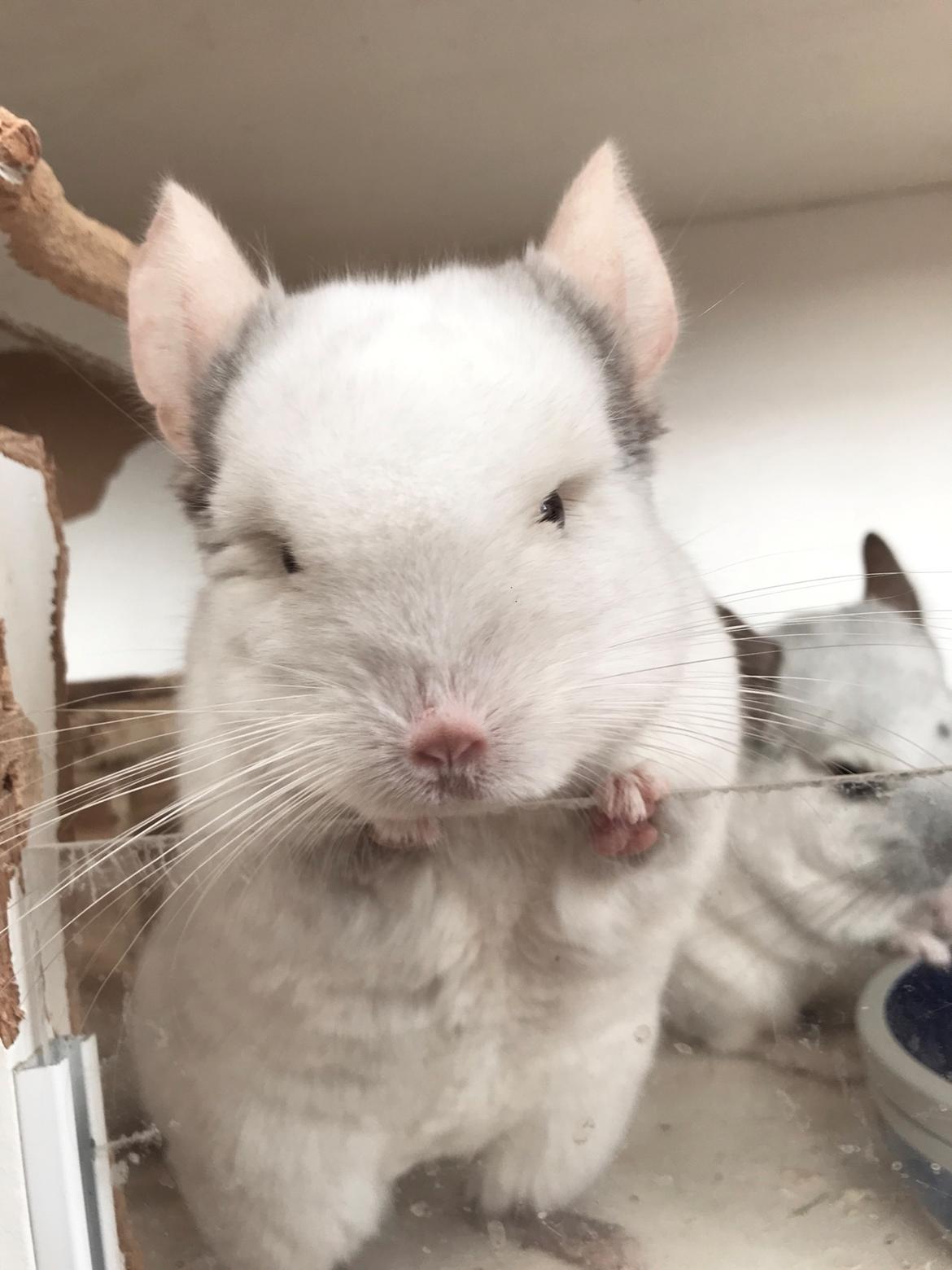 Chinchilla Albert billede 2