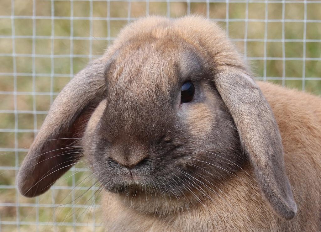 Kanin Lego-Gårdens Pondus Hydrogenii billede 1