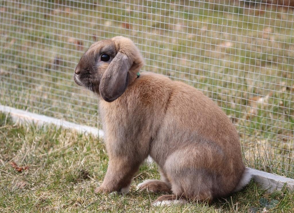 Kanin Lego-Gårdens Pondus Hydrogenii billede 4